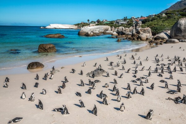 Boulders_Beach