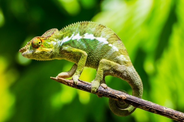 Camaleonte_Madagascar