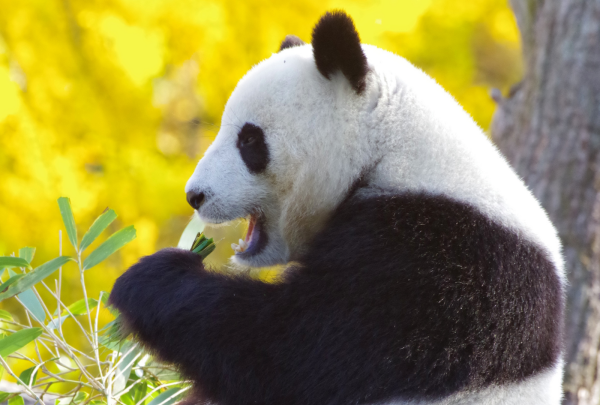 cina_chengdou