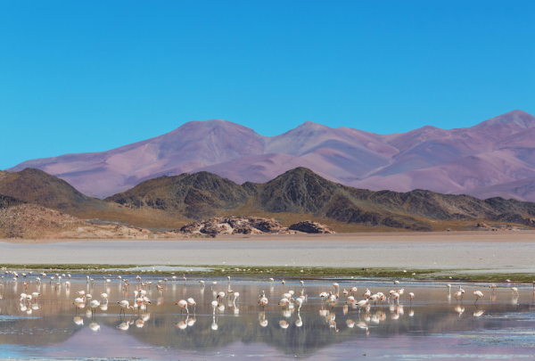 fenicotteri_argentina