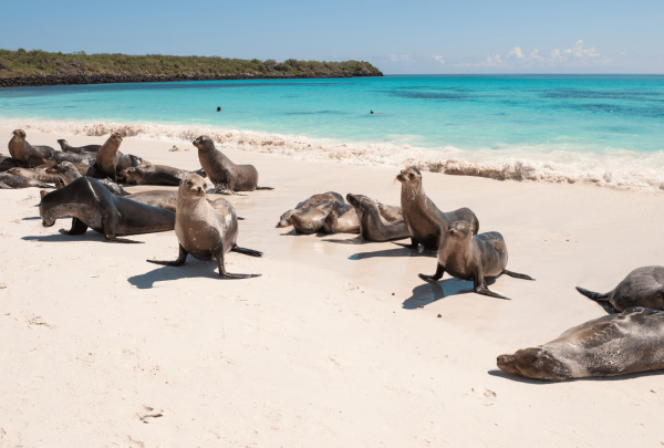 galapagos__2_