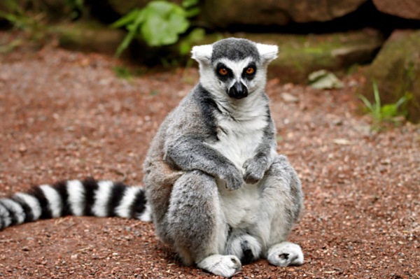 Lemure_Madagascar