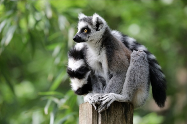 Lemurino