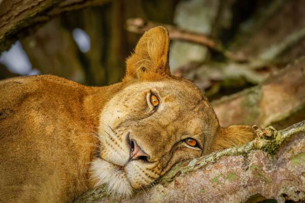 Lion_Ishasha