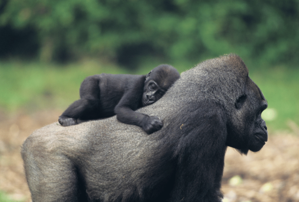 Mountain_Gorilla_View_Lodge