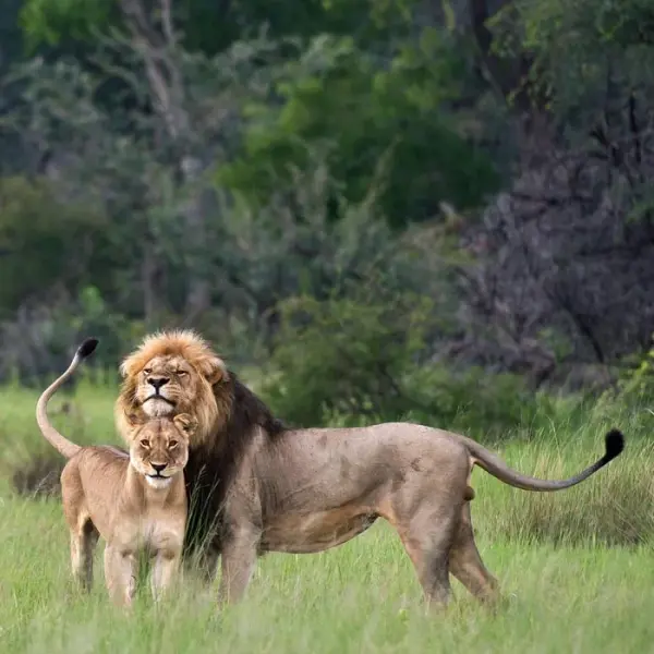 TipologieHomeSafari