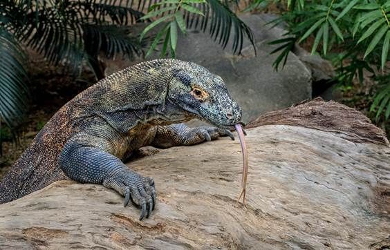 varano-isola-di-komodo