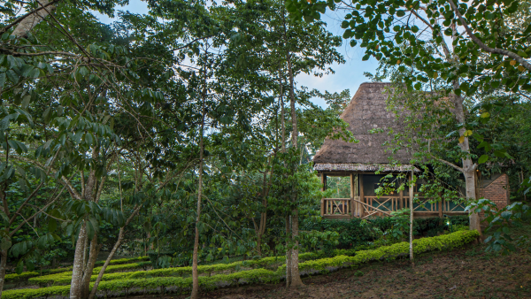 view-of-bugoma-jungle-lodges-cottage