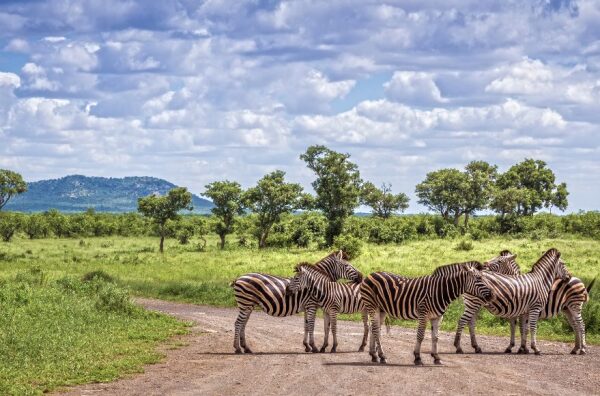 Zebras