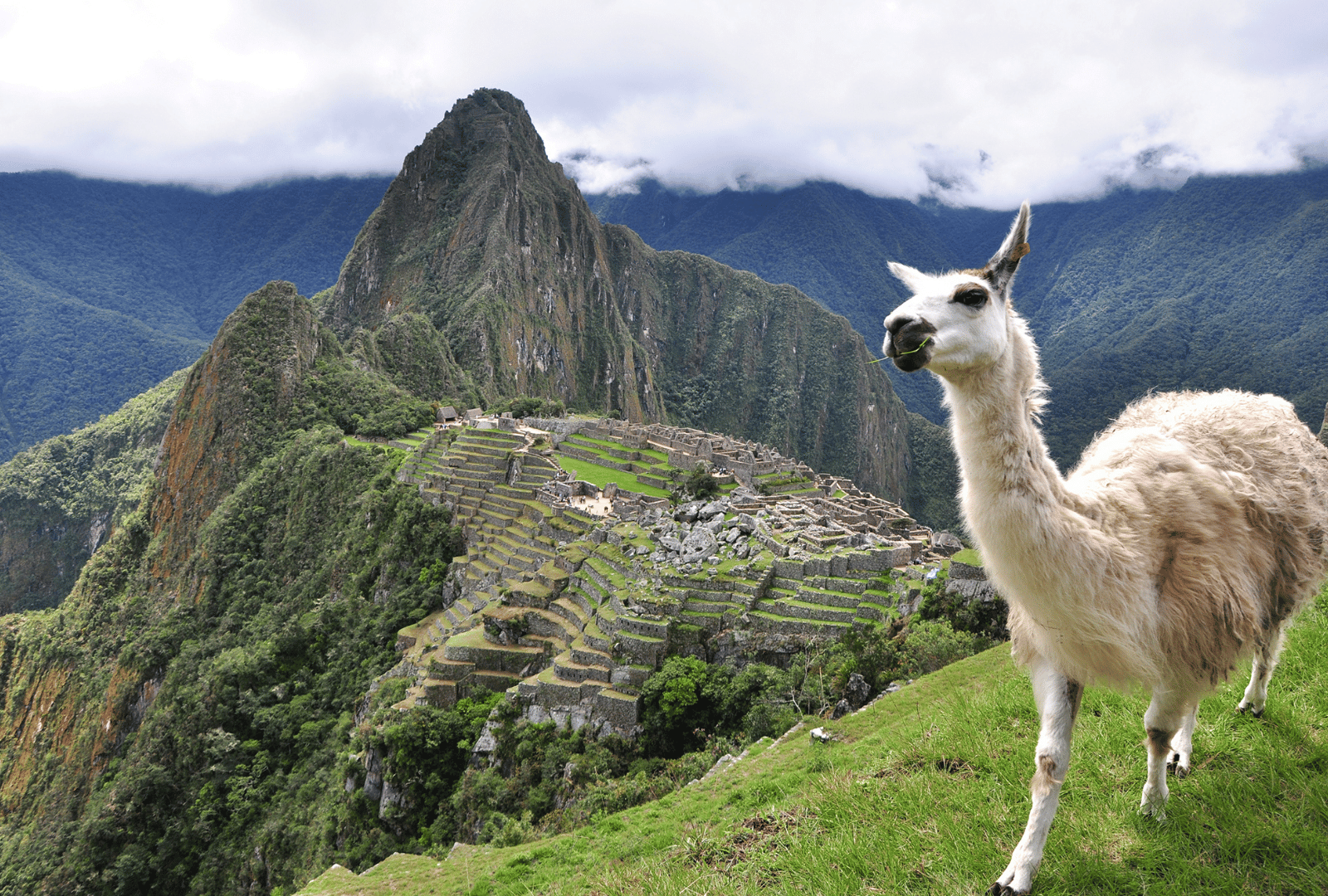 alpaca_1