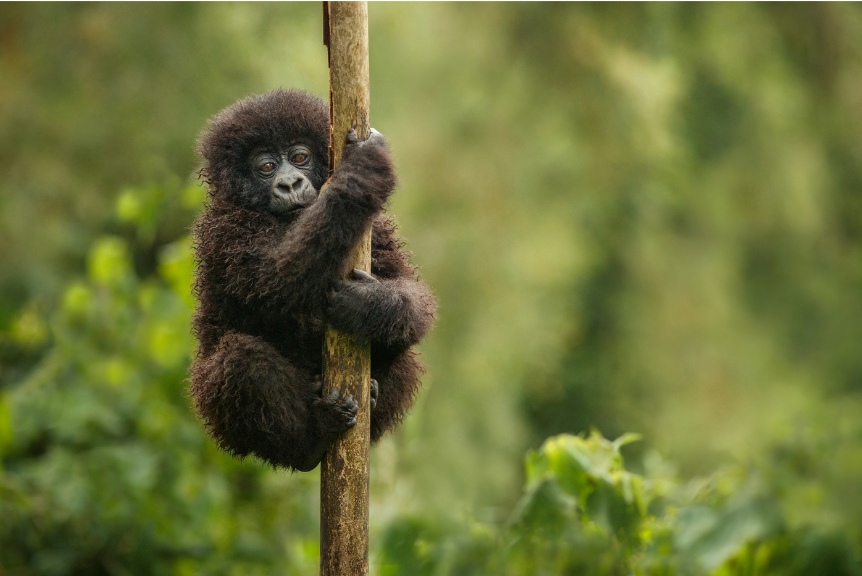 Baby_Primate