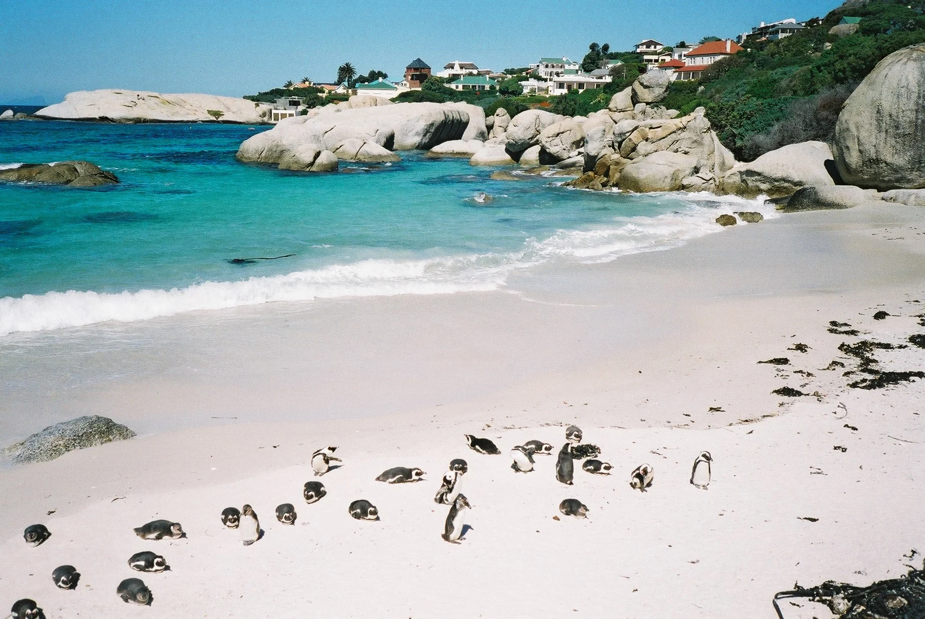 Boulders Beach, Città del Capo