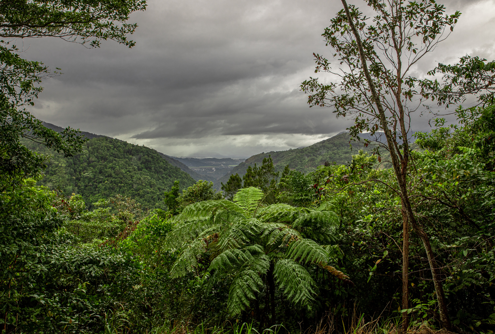Cairns foresta pluviale