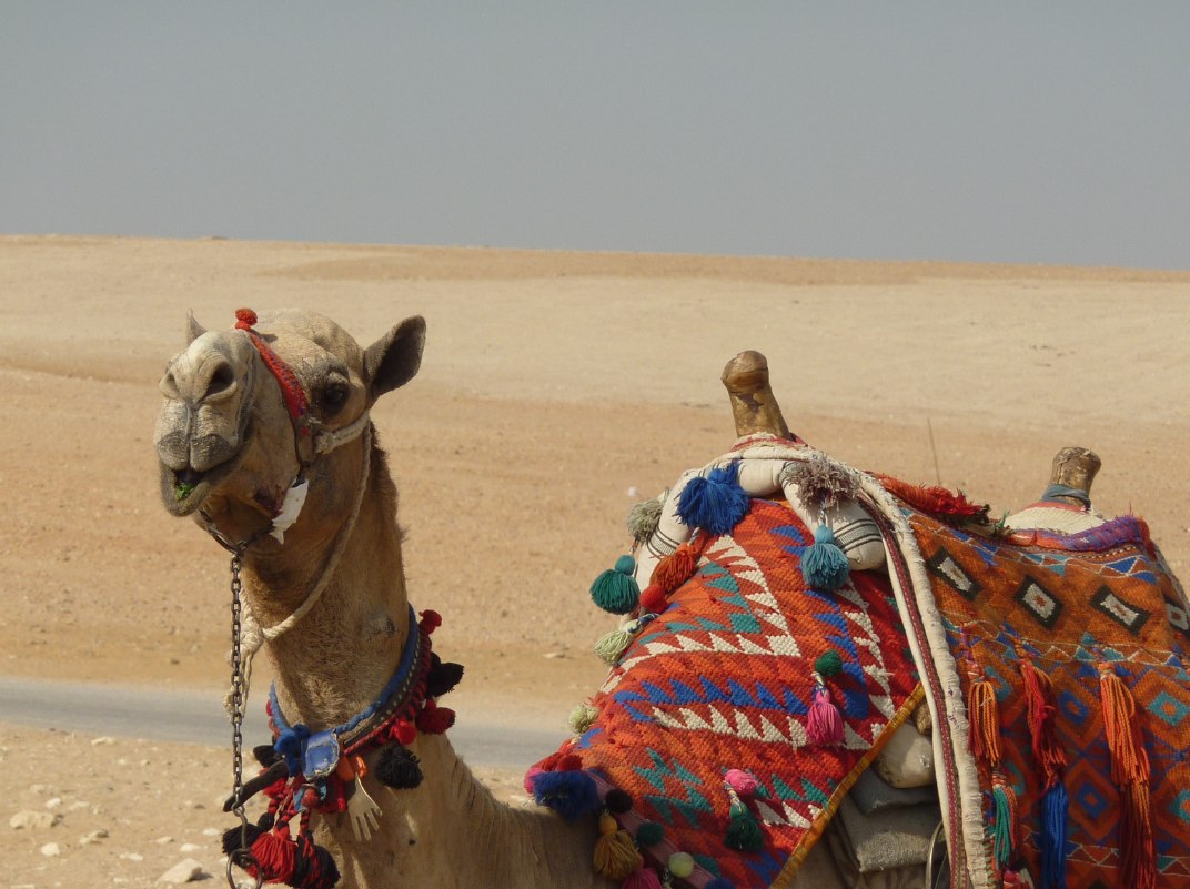 Camel_png