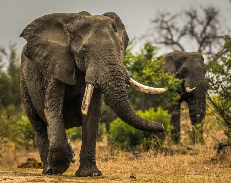 elefanti_africa