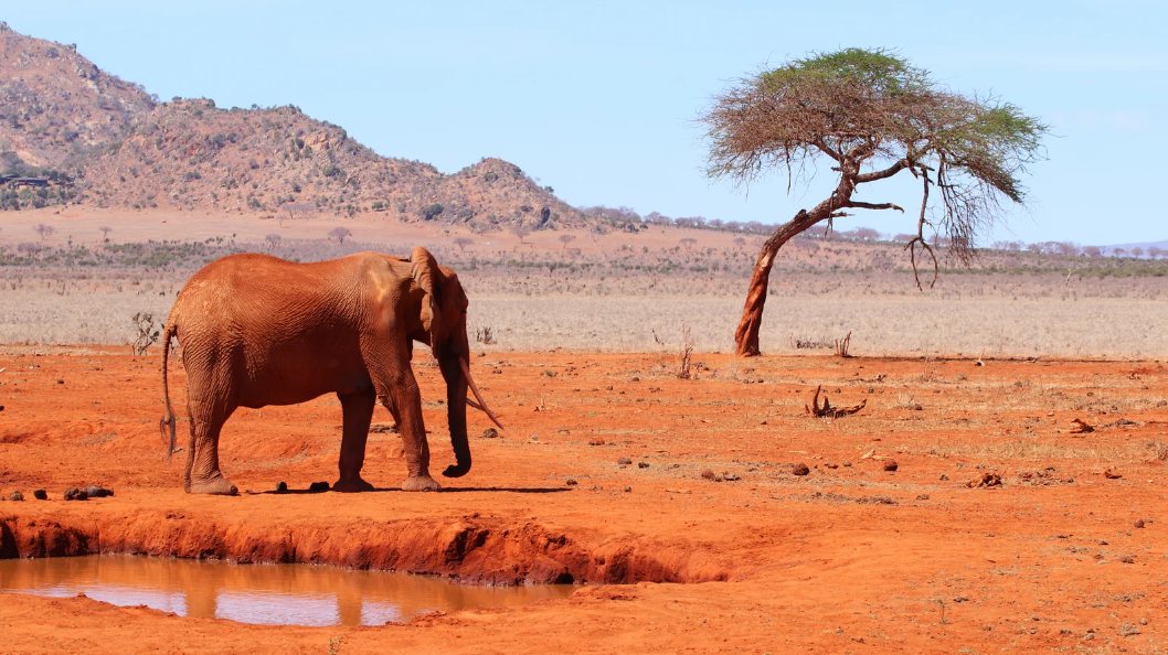 elephant