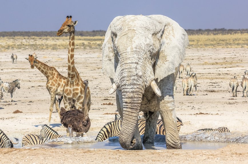 Etosha