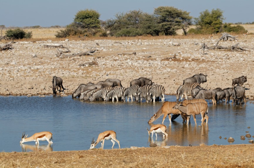Etosha2