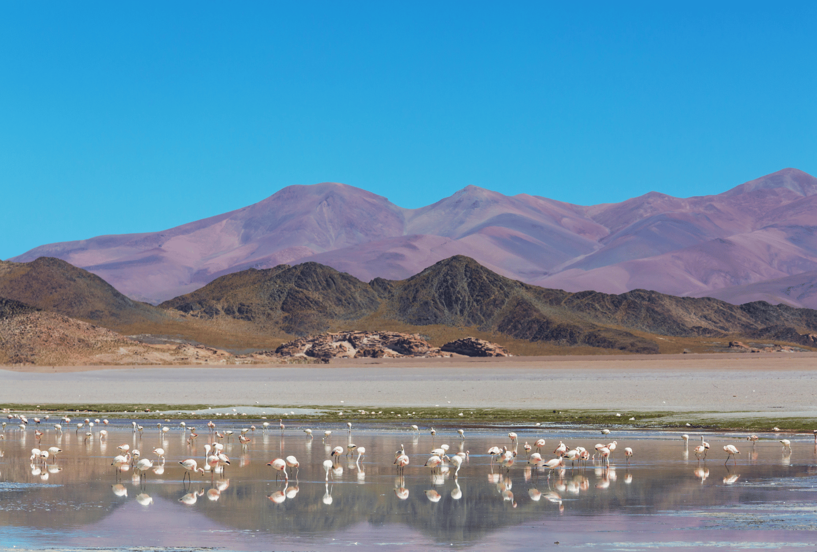 fenicotteri_argentina
