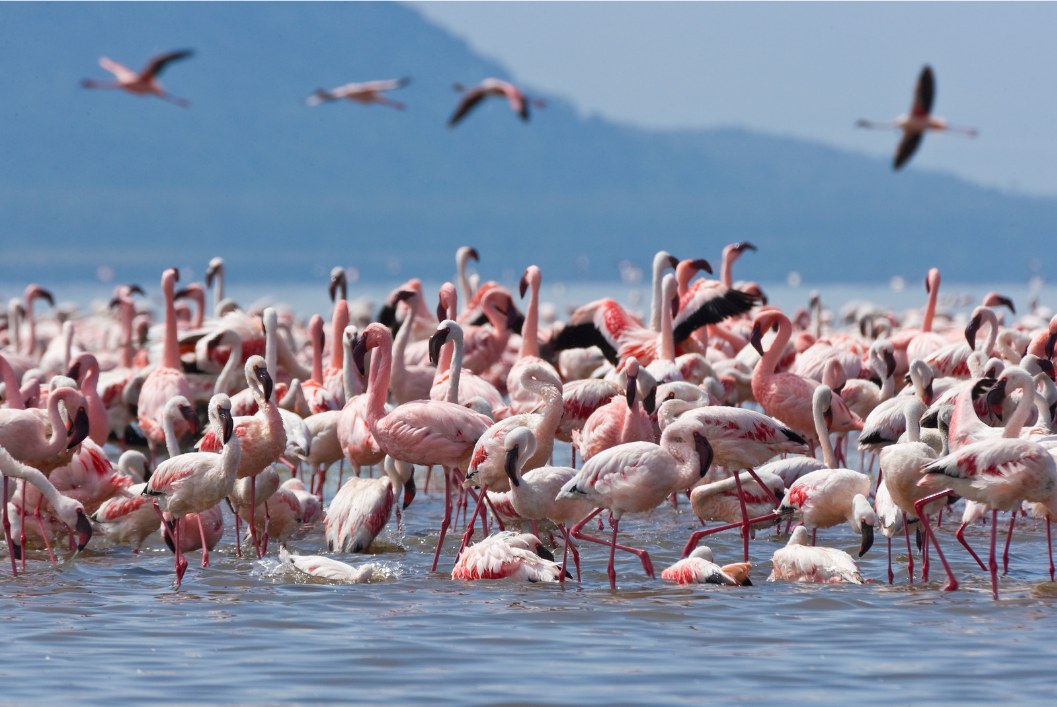 fenicotteri_kenya