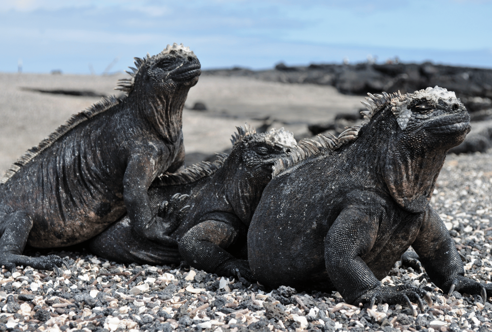 galapagos_4