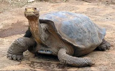 Galapagos_-_Tartarughe_giganti