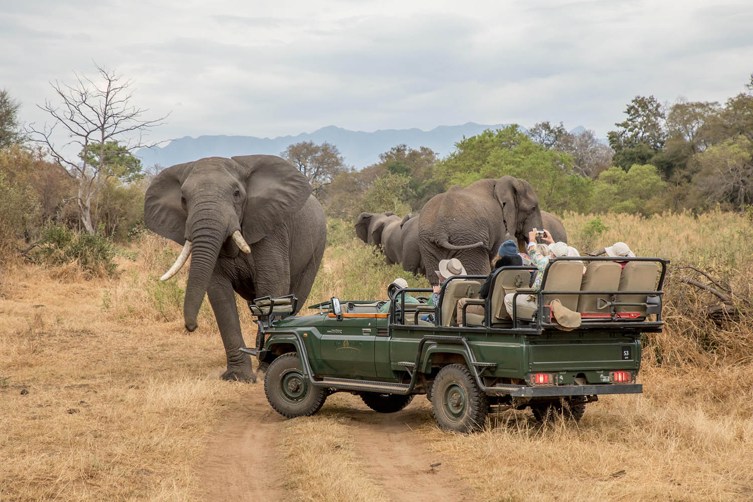 game-drives-activities-shiduli-private-game-lodge-karongwe-portfolio-ellies