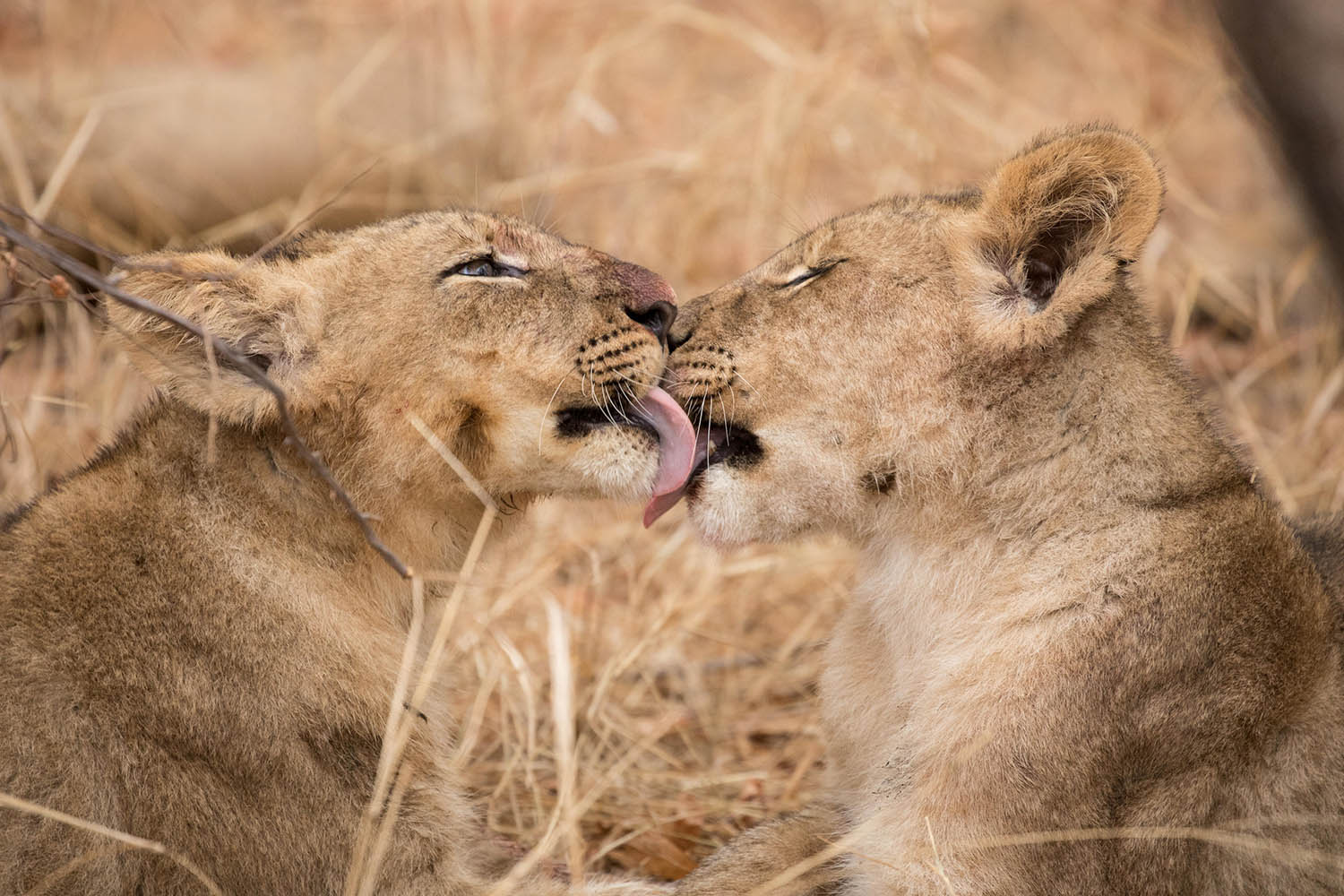 game-drives-activities-shiduli-private-game-lodge-karongwe-portfolio-lions