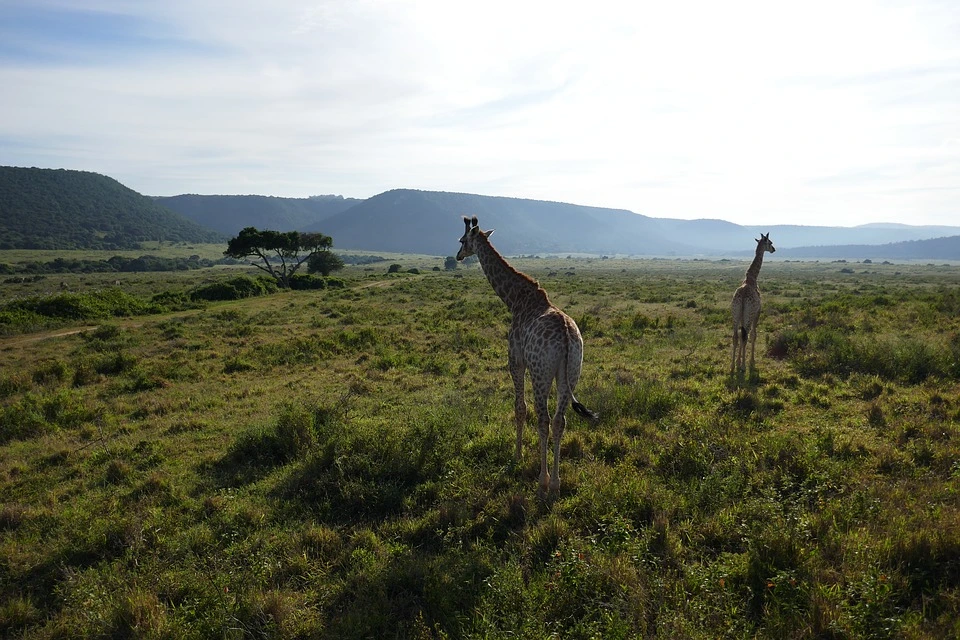 giraffe-2000194_960_720