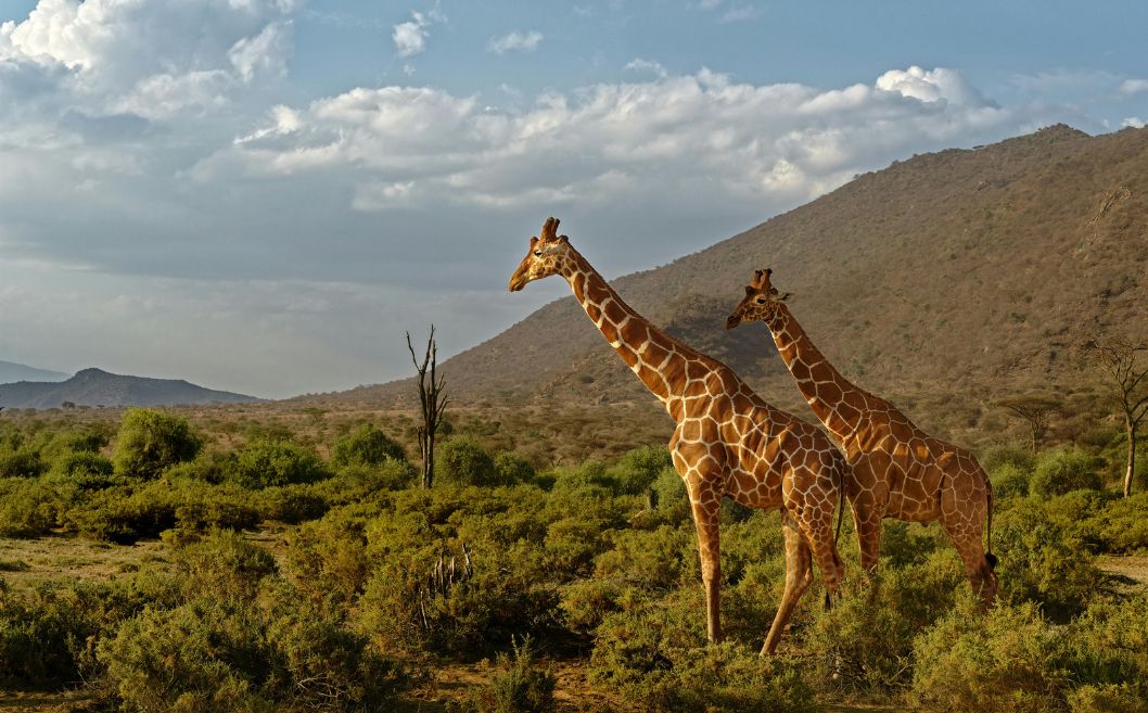 giraffe