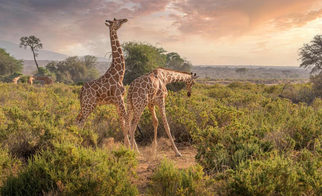 giraffe_2