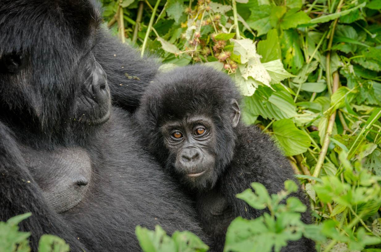 Gorilla_Bwindi