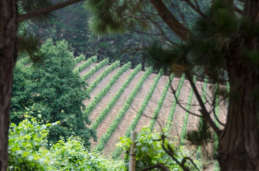 hemel-en_aarde_valley