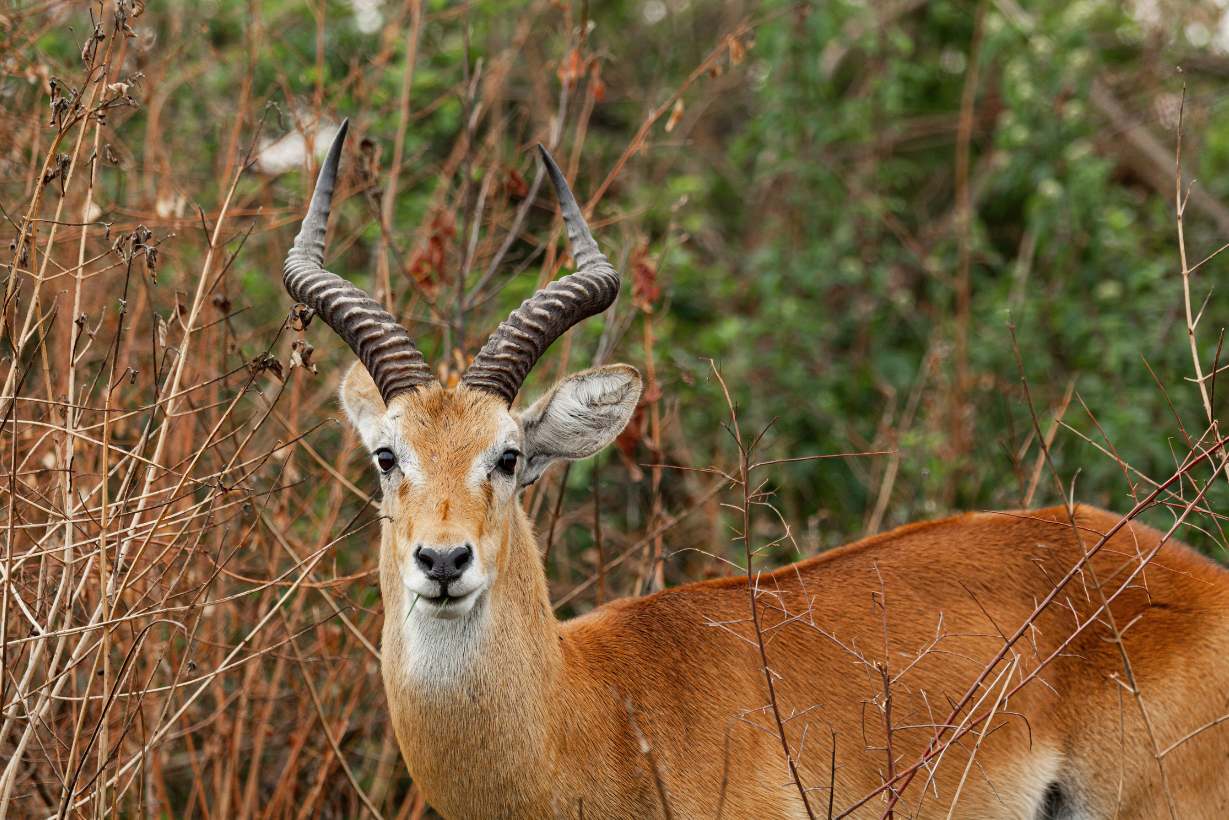 Kob_Uganda