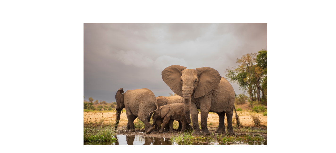 Kruger_Park