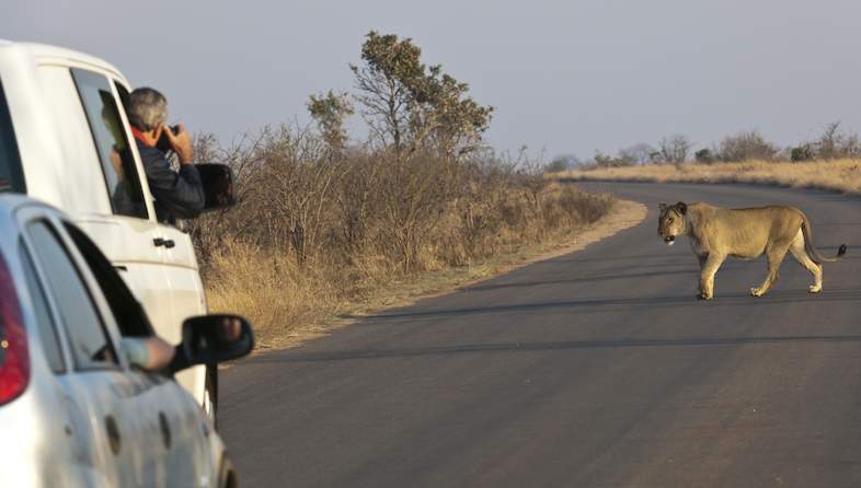 kruger-self-drive-lion-786x446