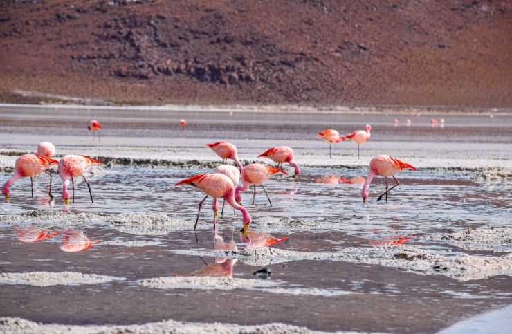Lagune_Altiplaniche__Bolivia_2