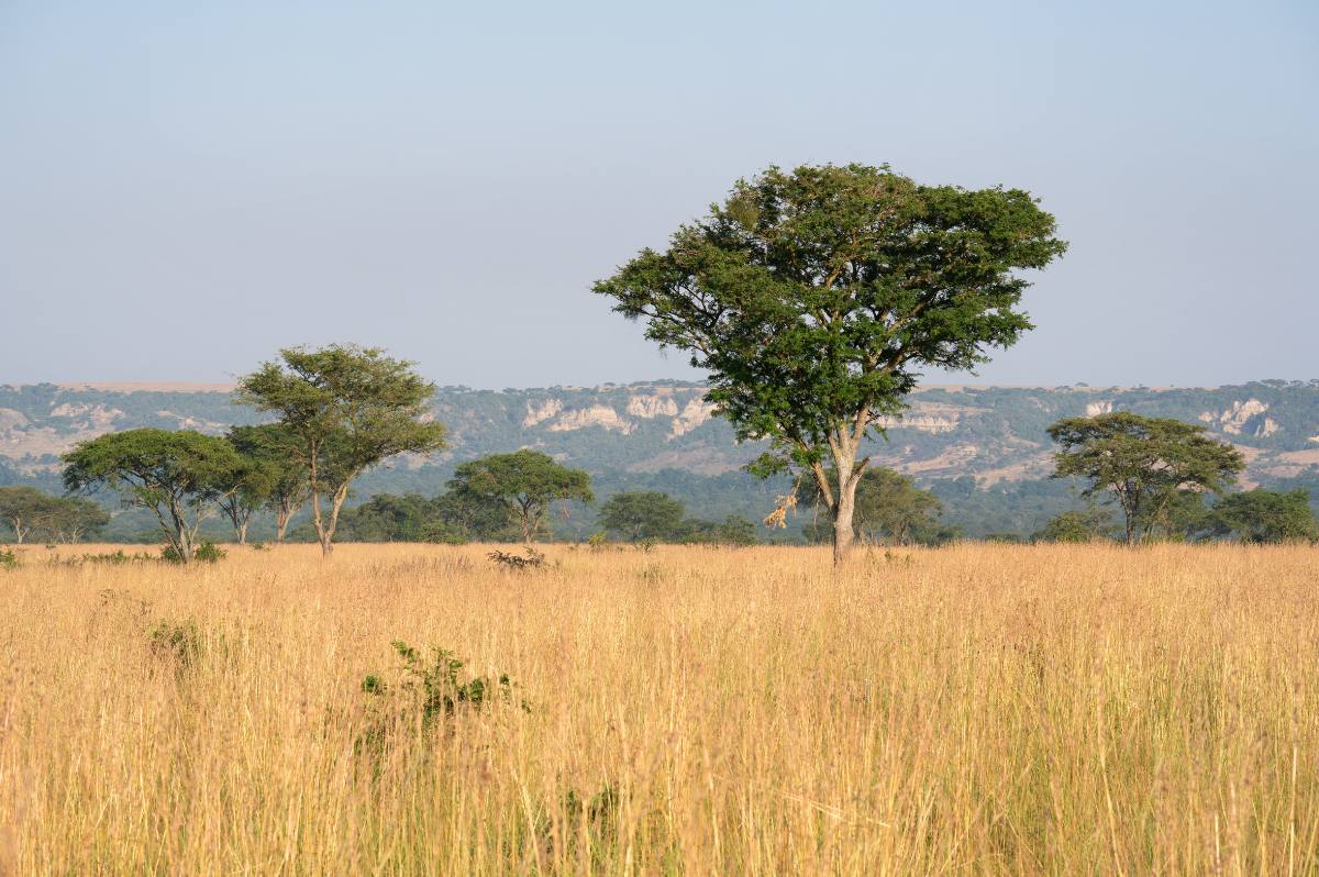 Landascape_Ishasha