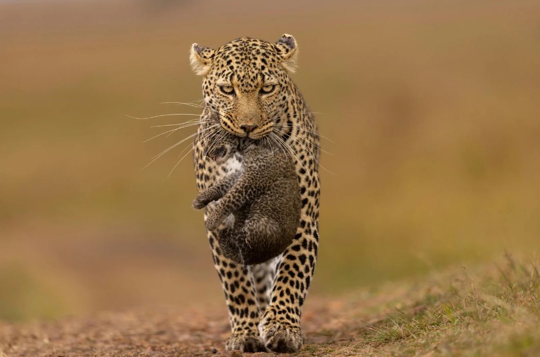 Leopardo_Masai_Mara