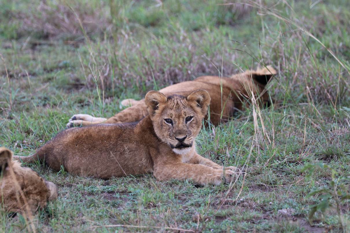 Lion_in_Queen_Eliz__Park