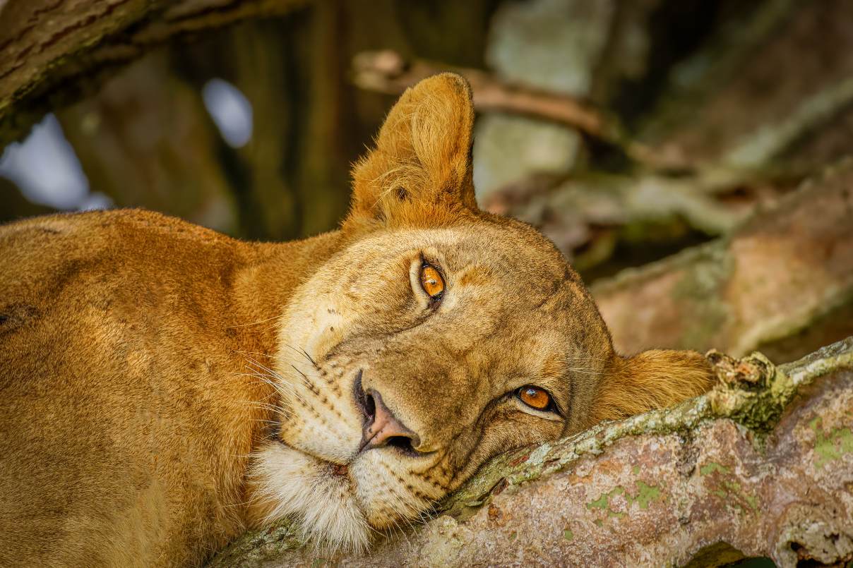 Lion_Ishasha