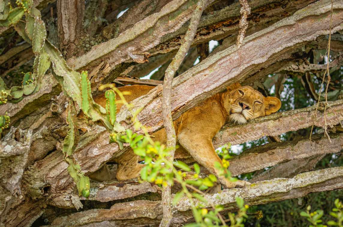 Lion_on_a_tree