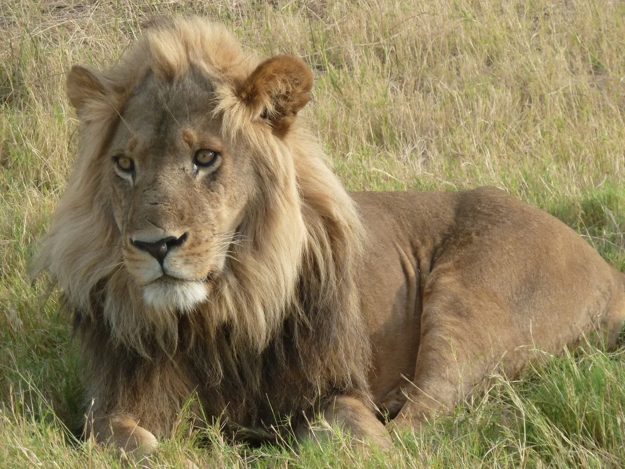 modificata_lion