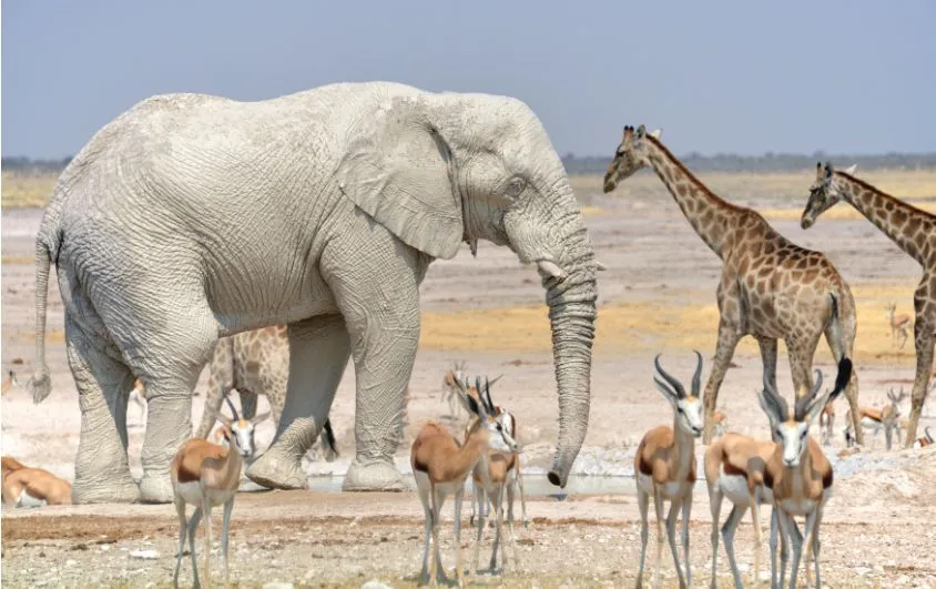 Namibia_-_Etosha_National_Park