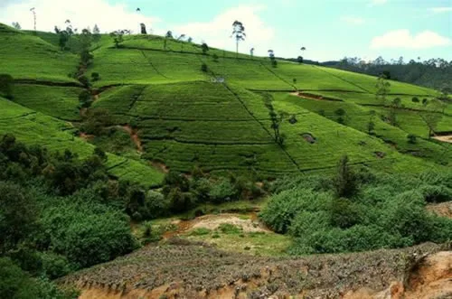 Nuwara Eliya, piantagioni di tè