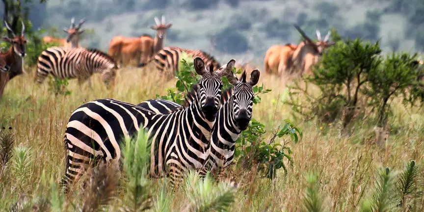 RwandaAkagera3