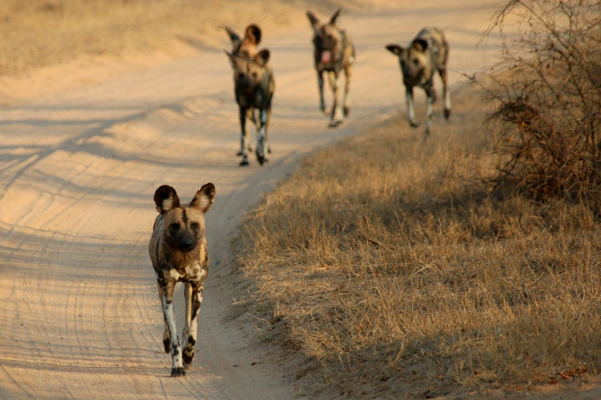 Sudafrica, wild dogs
