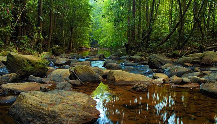 foresta_Sinharaja_srilanka
