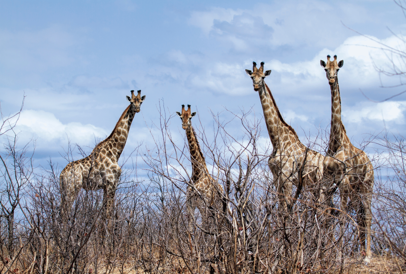 SudAfrica2