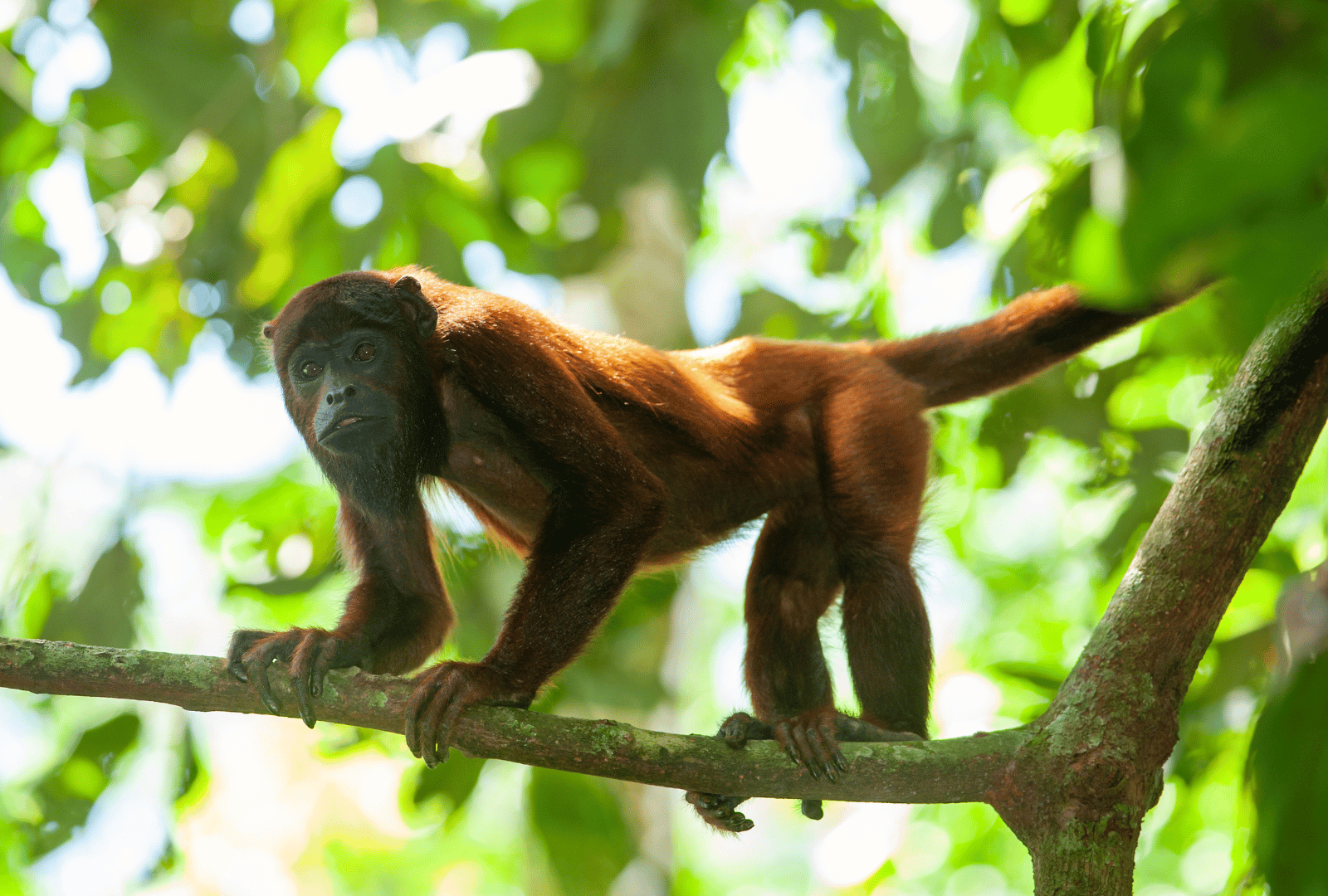 tambopata_3